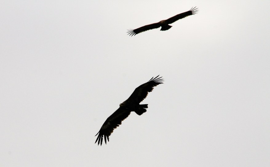 Aquila_nipalensis_®Sánchez_2011