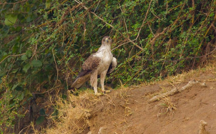 AQUILA FASCIATA _23_®_Sánchez_Dic_2015 copia