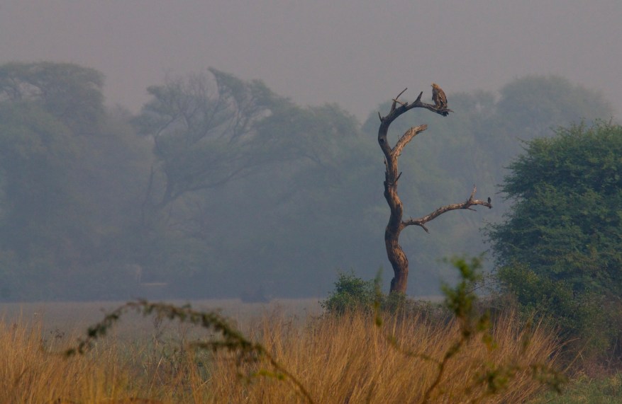 AQUILA_HELIACA_JOVEN_®SÁNCHEZ_2015