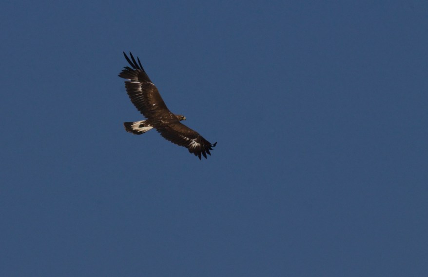 A_Crhysaetos_1año_®_Sánchez_May_2016