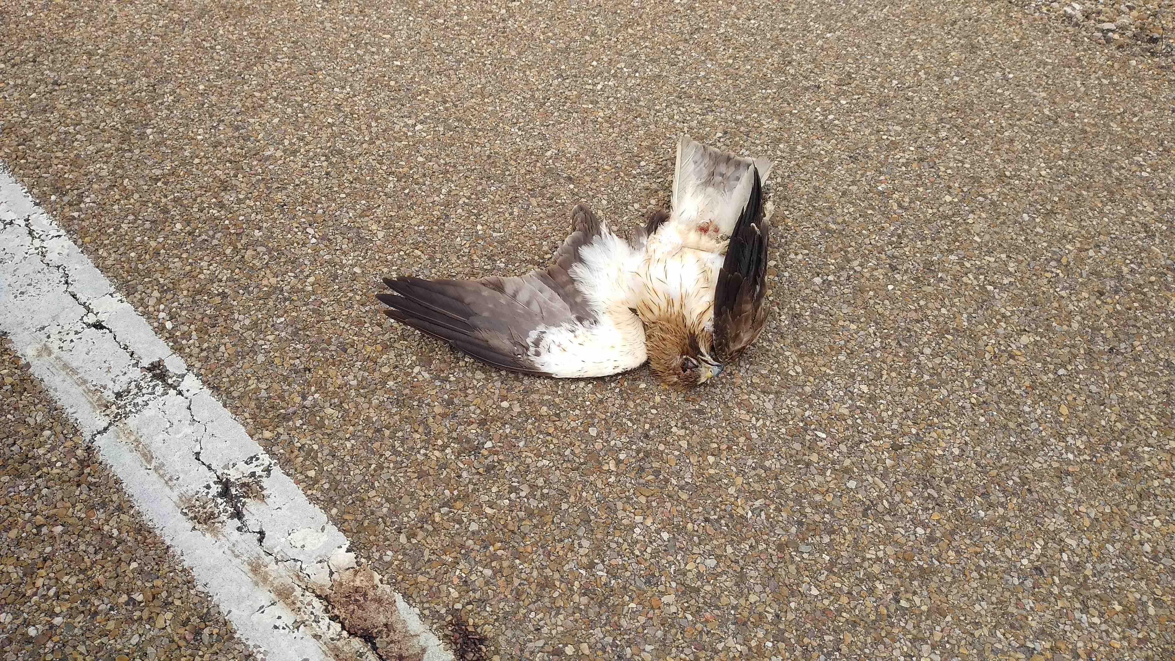 180524_Medina Rioseco_Hembra_Atropello (1)