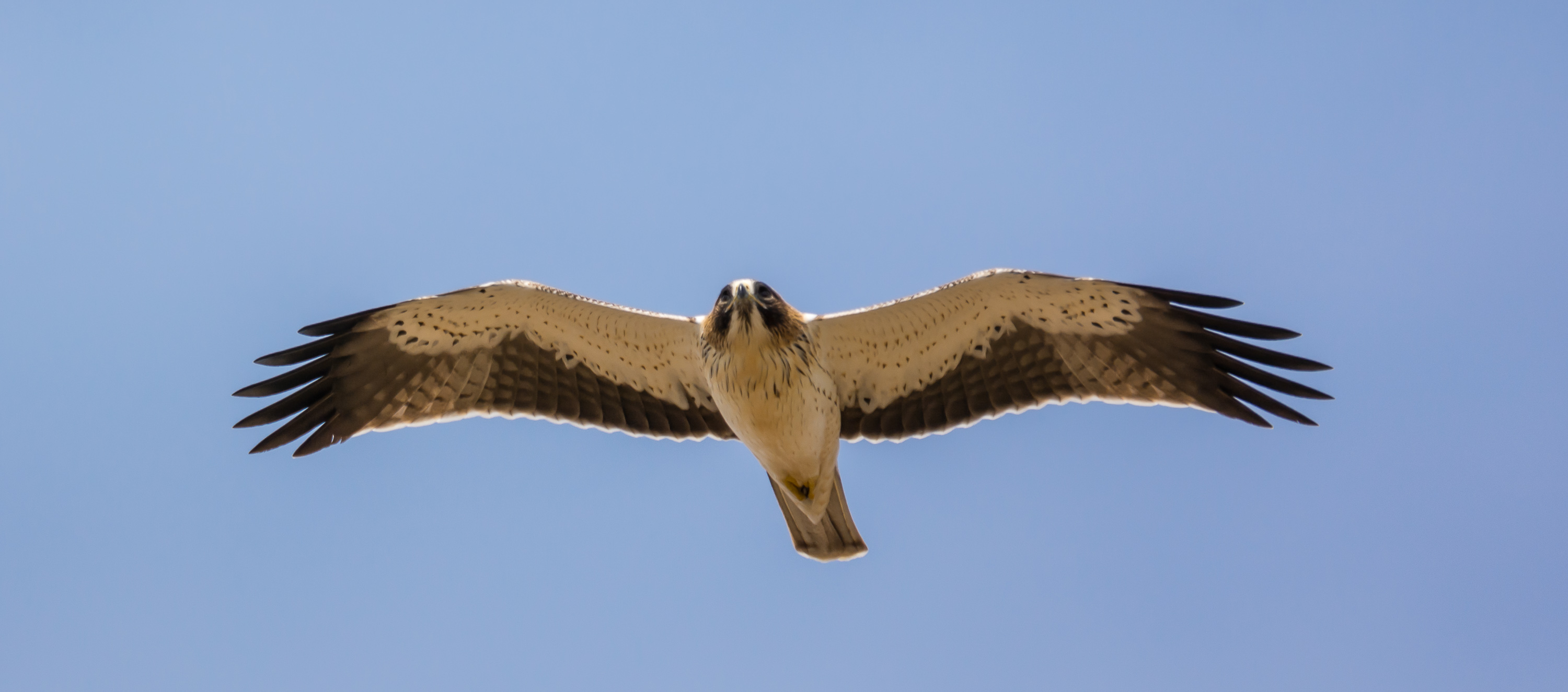 Karen Blaugrund_11-9-15_Cazalla
