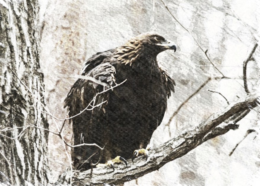 Ilustración entrada 27