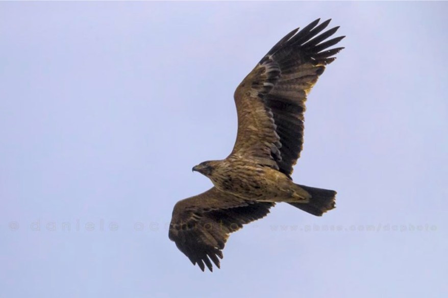 Aquila heliaca