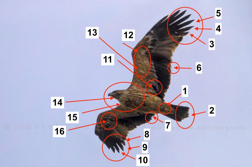 Aquila heliaca_diagn