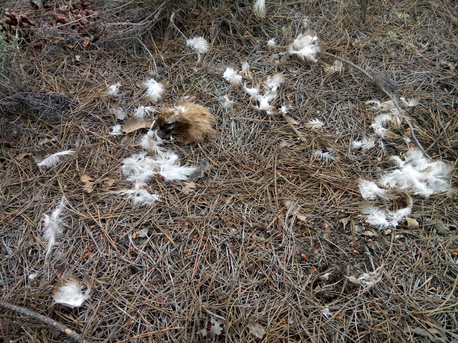 180629_Calzada hembra predada Tudela (3)