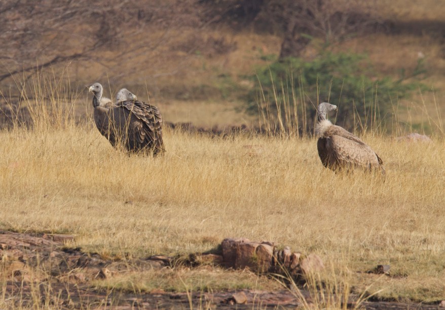 Gyps indicus_1_®_Sánchez_Dic_2015